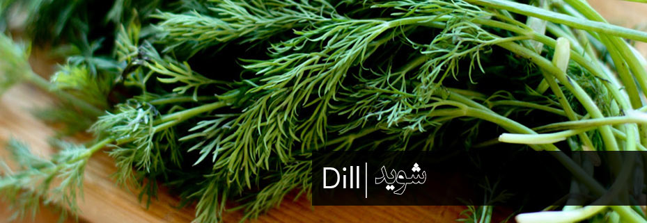 شوید 